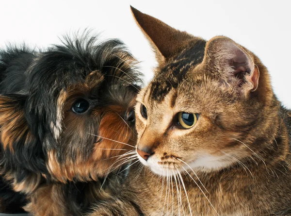 Filhote de cachorro e gato no estúdio — Fotografia de Stock
