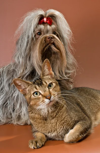 Bolonka zwetna a kočka v studio — Stock fotografie