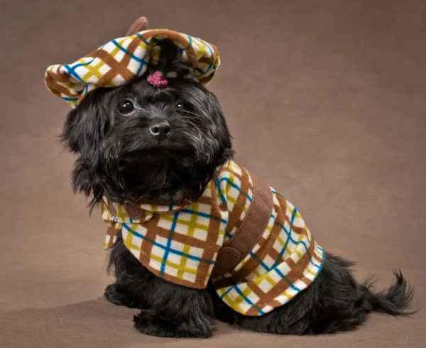 ロシア色ラップ犬ドレスでのスタジオ — ストック写真