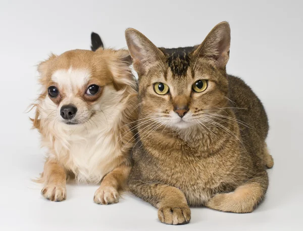 Katt och chihuahua i studio — Stockfoto