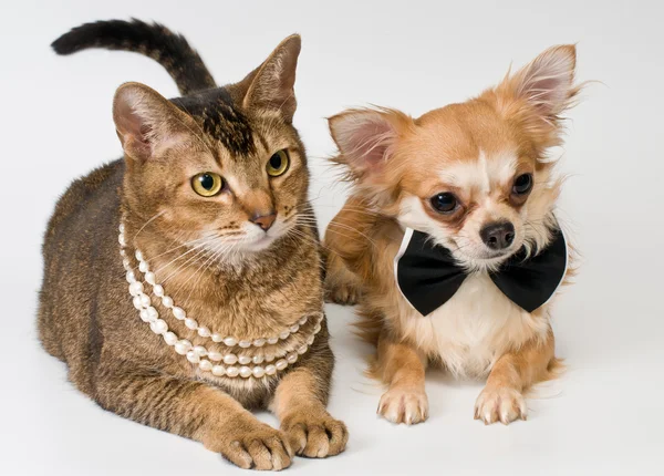Cat and chihuahua in studio — Stock Photo, Image