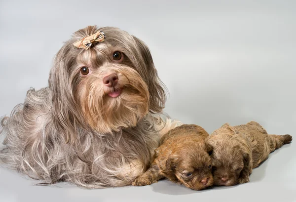 Bolonka zwetna met haar puppies — Stockfoto
