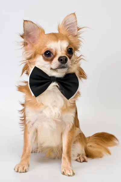 stock image Chihuahua in studio