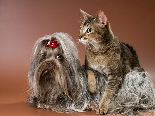 Bolonka Zwetna and cat in studio — Stock Photo, Image