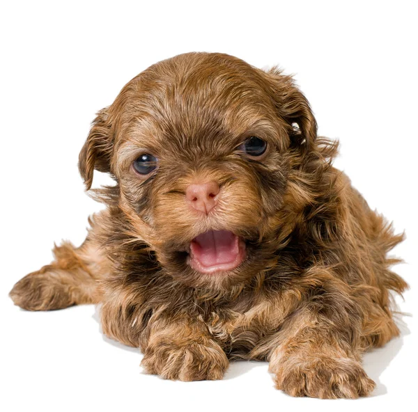 Filhote de cachorro colorido lapdog — Fotografia de Stock