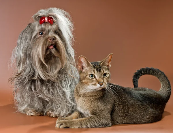Болонка Зветна и кошка в студии — стоковое фото