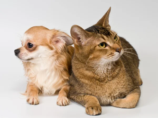 Kočka a chihuahua ve studiu — Stock fotografie