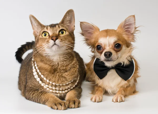 Cat and chihuahua in studio — Stock Photo, Image