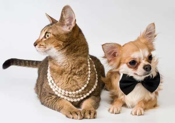 Katze und Chihuahua im Studio auf neutralem Hintergrund — Stockfoto