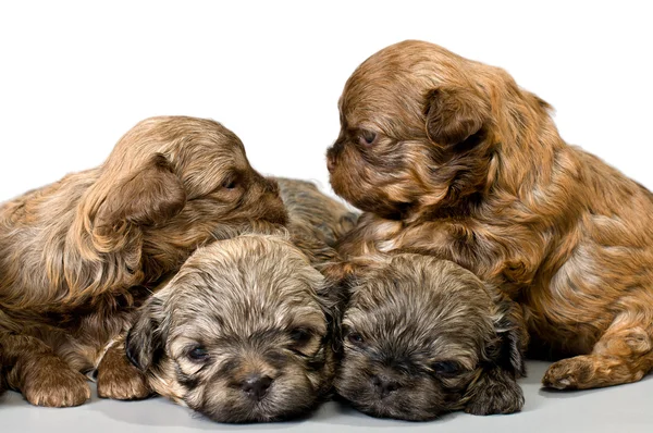 Filhotes de cachorro colorido lapdog — Fotografia de Stock