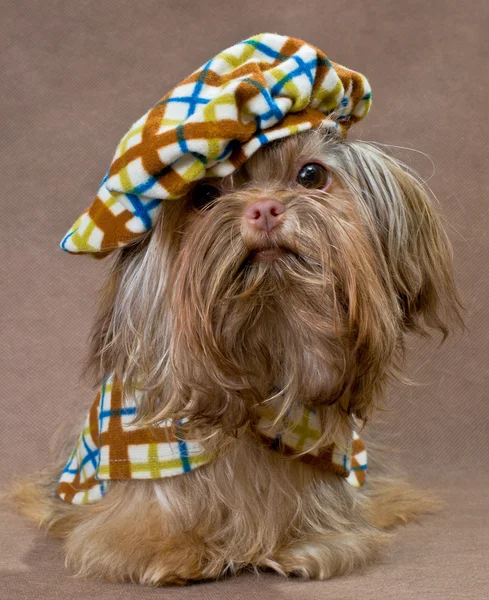 Русский цвет собака в платье в студии — стоковое фото
