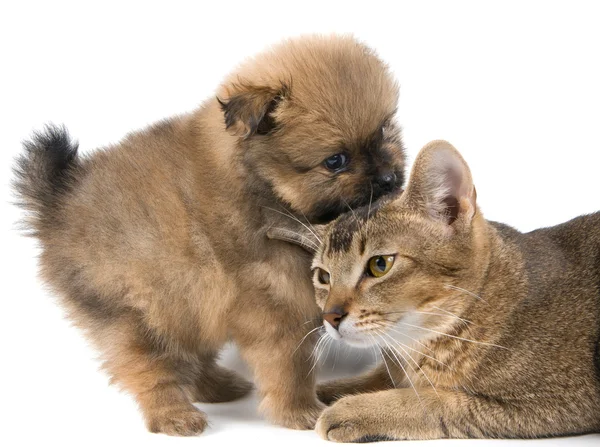 Cat and puppy in studio — Stock Photo, Image