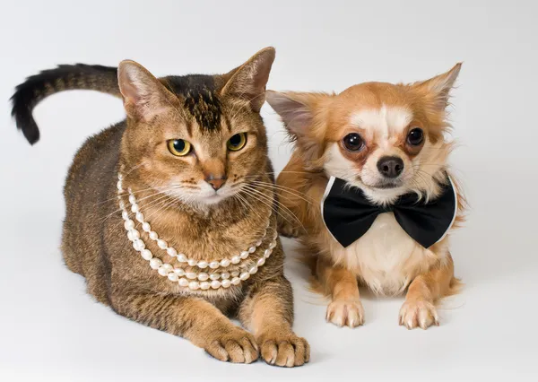 Kočka a chihuahua ve studiu Royalty Free Stock Fotografie