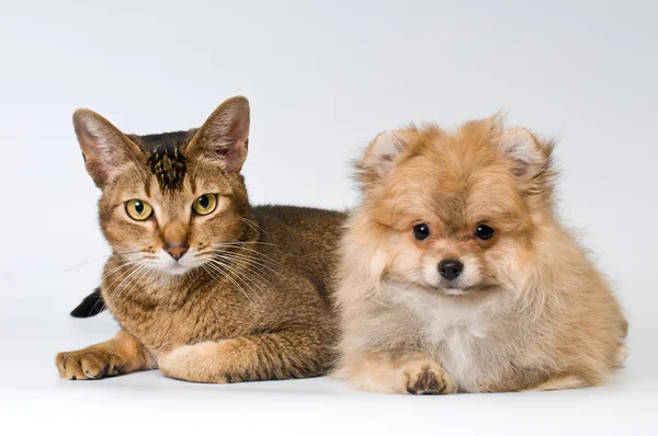 Kočka a štěně ve studiu — Stock fotografie