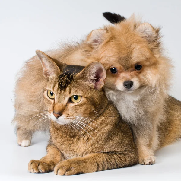 Cat and puppy in studio — Stock Photo, Image
