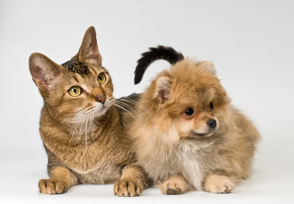 Kočka a štěně ve studiu Stock Obrázky