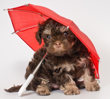 bir köpek yavrusu şemsiyesi altında