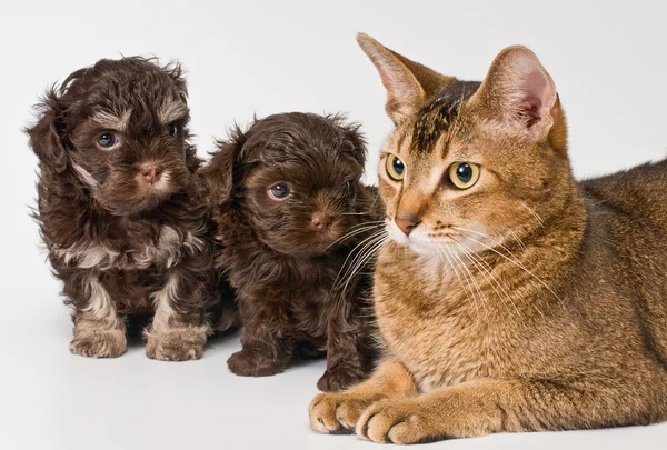 kedi ve köpeği Studio köpek