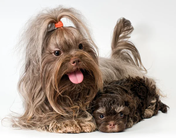 Лап-собака с щенками — стоковое фото