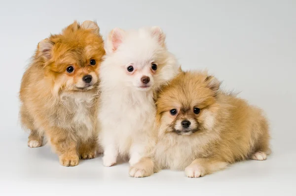 Trzy szczenięta rasy szpic psa w studio — Zdjęcie stockowe