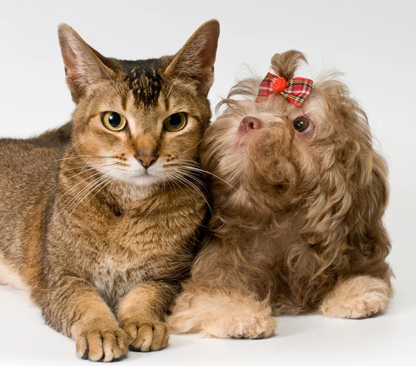 Gato y cachorro en estudio —  Fotos de Stock