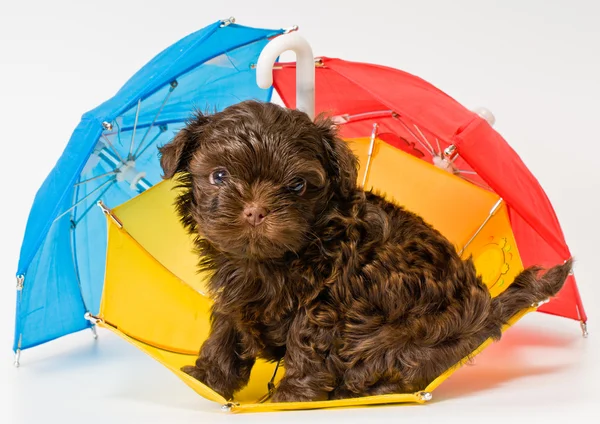 Puppy with umbrellas — Stock Photo, Image