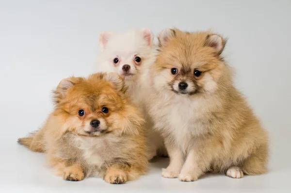 Tres perritos de la raza el perro-spitz Pomeraniano en el estudio — Foto de Stock