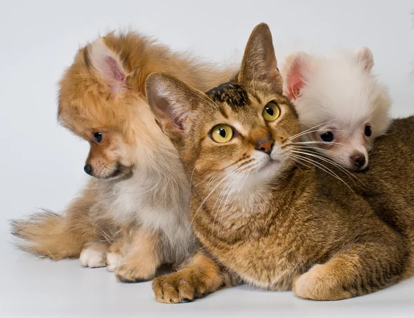 Cat and puppies in studio — Stock Photo, Image