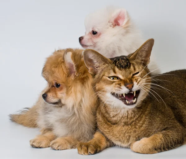 Кошка и щенки в студии — стоковое фото