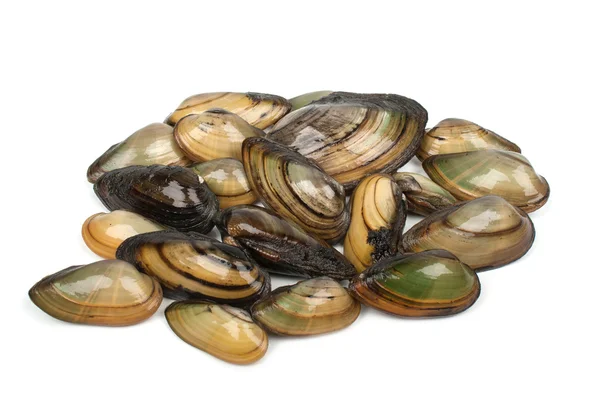 Fresh clams River — Stock Photo, Image