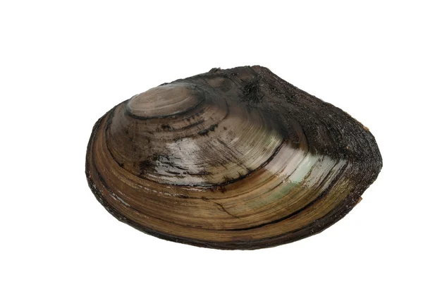 Řeka shell škeble — Stock fotografie