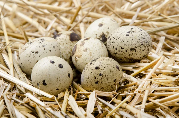 Деякі перепелині яйця лежать у соломі — стокове фото