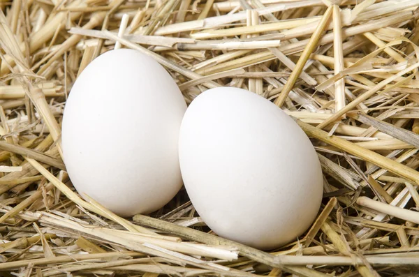 Two white eggs lie in the straw — Stock Photo, Image