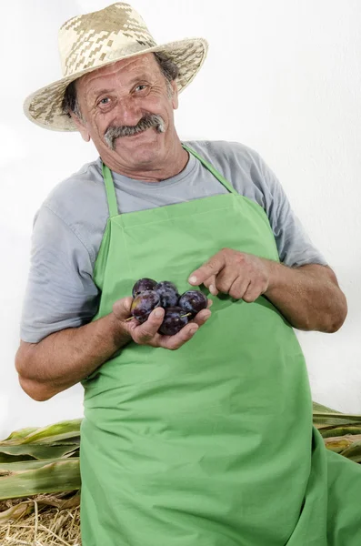 Agricultor orgânico com algumas ameixas na mão — Fotografia de Stock