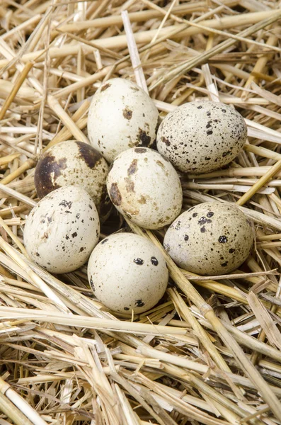 Деякі перепелині яйця лежать у соломі — стокове фото