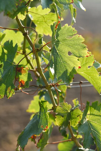 Wiersze winogrona granatowe — Zdjęcie stockowe