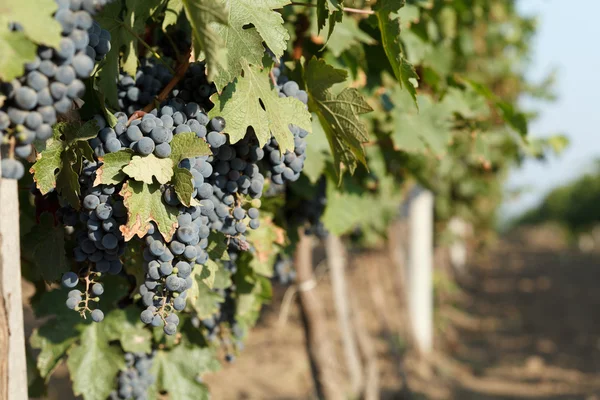 Filas de uvas azules —  Fotos de Stock