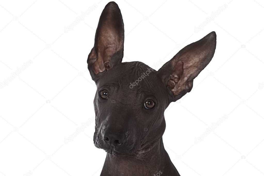 Cucciolo messicano xoloitzcuintle\u2013 immagine stock