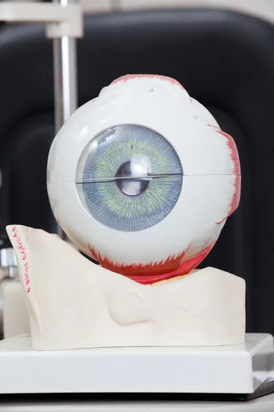 Model medyczny oko — Zdjęcie stockowe