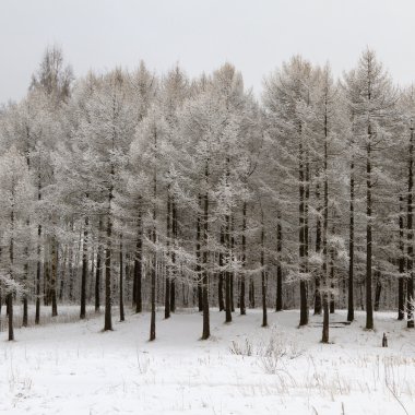 Wintry forest with snowy trees clipart