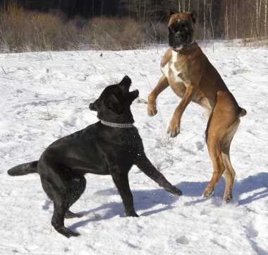 Labrador ve karda oynarken boxer