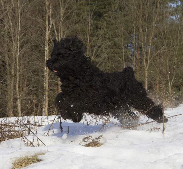 Negro ruso terrier — Foto de Stock