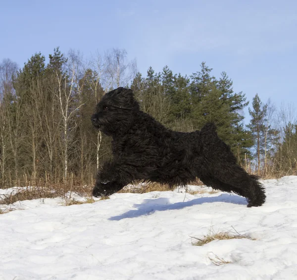 Svart rysk terrier — Stockfoto