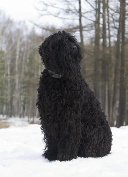 Schwarzer Russischer Terrier — Stockfoto