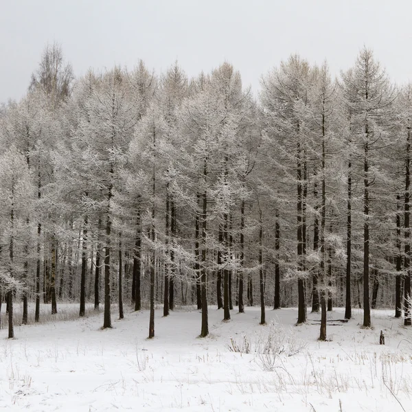 Stock image Wintry forest with snowy trees