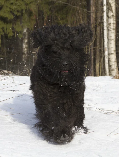 Black Russian Terrier — Stock Photo, Image