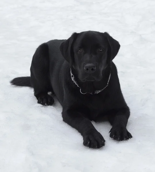 Labrador preto retriever — Fotografia de Stock