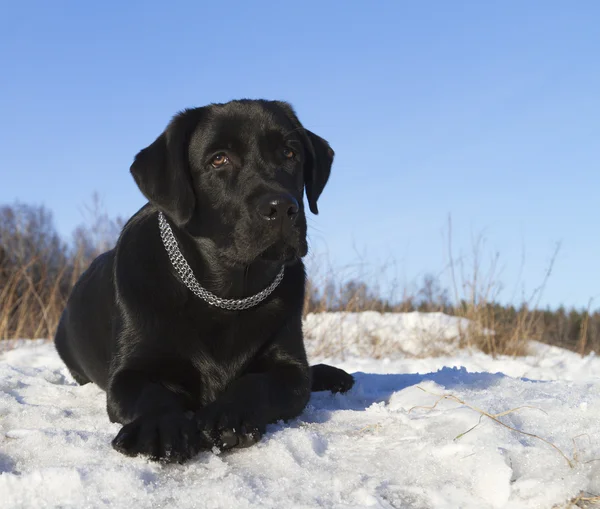 Labrador negro retriever — Foto de Stock