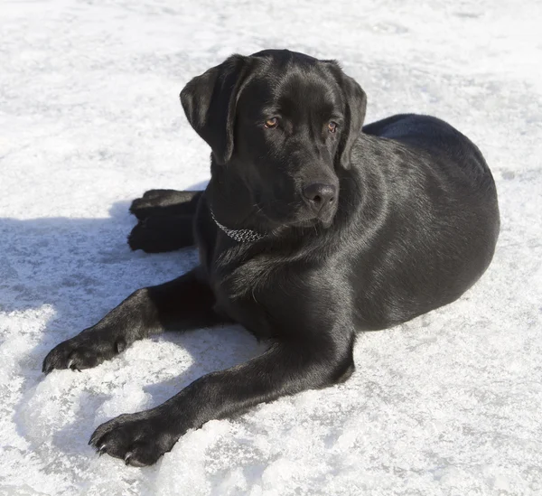 Schwarzer Labrador-Retriever — Stockfoto