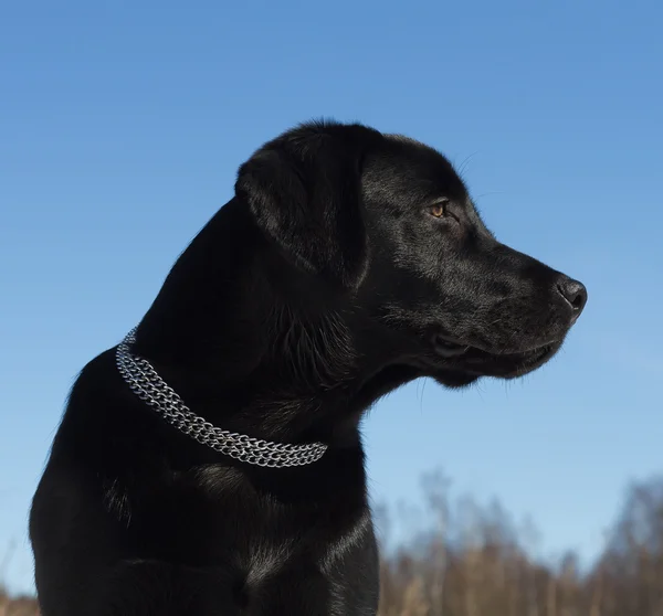 黑色拉布拉多猎犬 — 图库照片